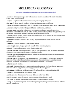 molluscan glossary