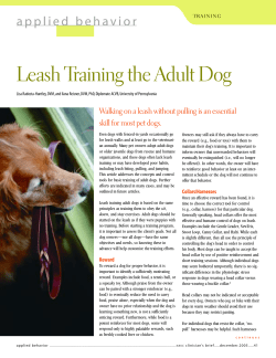 Leash Training the Adult Dog