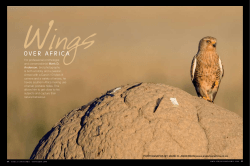 Bird portfolio in Africa Geographic magazine