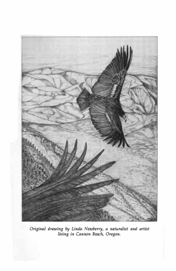 Original drawing by Linda Newberry, a naturalist and artist living in
