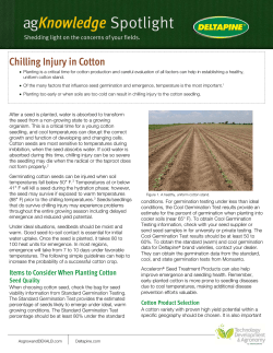 Chilling Injury in Cotton