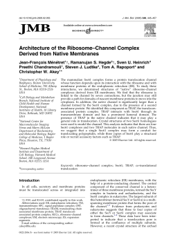 Architecture of the Ribosome&ndash;Channel Complex Derived from