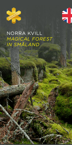 norra kvill magical forest in sm&aring;land