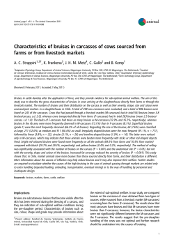 Characteristics of bruises in carcasses of cows sourced from farms