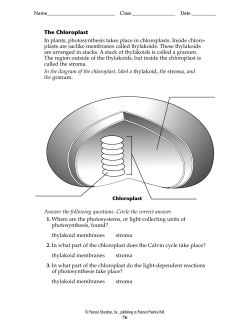 The Chloroplast