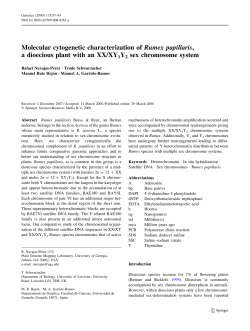 Molecular cytogenetic characterization of Rumex papillaris, a