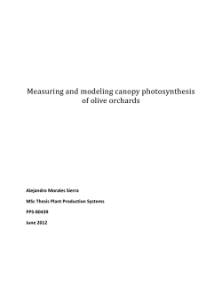 Measuring and modeling canopy photosynthesis of olive orchards