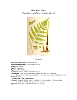 Plant Data Sheet Pteridium aquilinum (bracken fern)