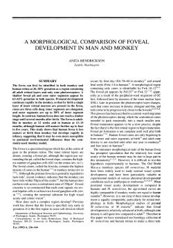 a morphological comparison of foveal development in man