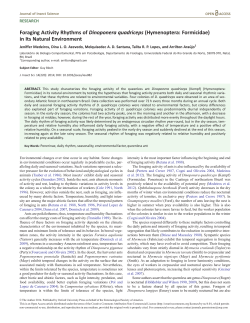 Foraging Activity Rhythms of Dinoponera
