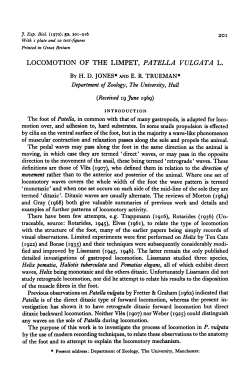 locomotion of the limpet, patella vulgata l.