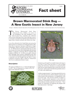 Brown Marmorated Stink Bug - A New Exotic Insect in New Jersey