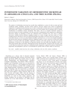 intertooth variation of orthodentine microwear in armadillos