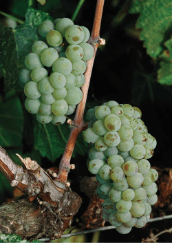Pinot blanc