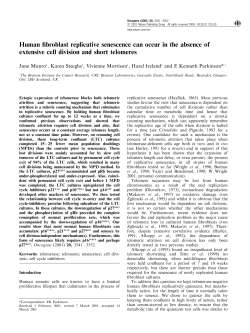 Human fibroblast replicative senescence can occur in the
