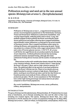 species Melampyrum L. (Scrophulariaceae)