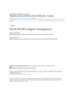 ALLIGATORS (Alligator mississippiensis)
