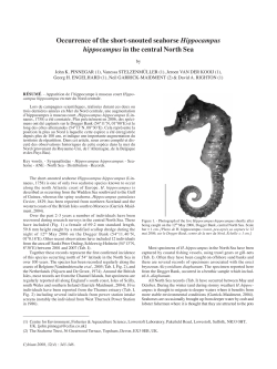 North Sea Seahorses - The Seahorse Trust