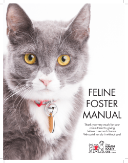 feline - Ottawa Humane Society