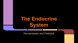 The Endocrine System
