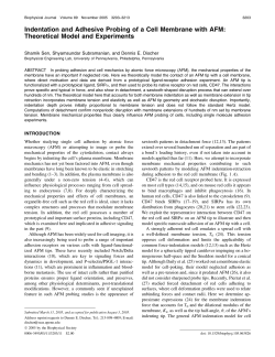 Indentation and Adhesive Probing of a Cell Membrane with AFM