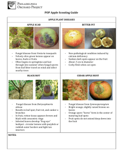 POP Apple Scouting Guide