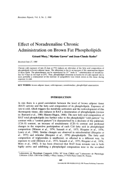 Effect of noradrenaline chronic administration on brown fat
