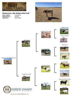 Bodacious x Mo Reflect Bull Calf