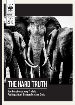 The Hard Truth - Panda
