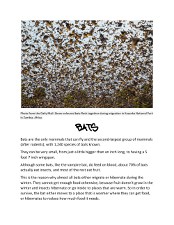 Bats are the only mammals that can fly and the second