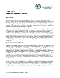 An HSI Fact Sheet: Pig Factory Farming in Mexico
