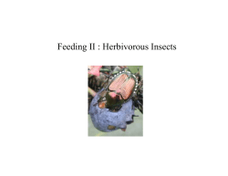Feeding II : Herbivorous Insects