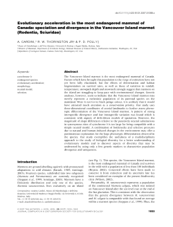 Evolutionary acceleration in the most endangered mammal of