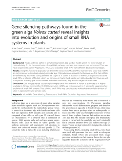 Gene silencing pathways found in the green alga Volvox carteri