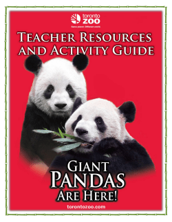 Giant Panda This
