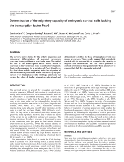 Determination of the migratory capacity of embryonic cortical cells