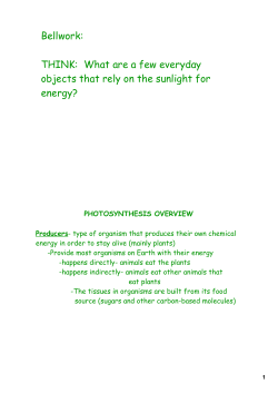 THINK: What are a few everyday objects that rely on the sunlight for