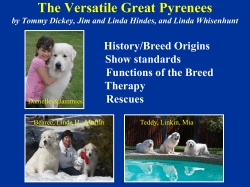 The Versatile Great Pyrenees