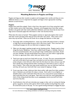 Mouthing Behaviors in Puppies and Dogs