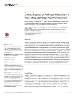Characterization of Hydrogen Metabolism in the Multicellular Green
