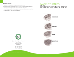 MARINE TURTLES BRITISH VIRGIN ISLANDS