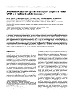 Arabidopsis Cotyledon-Specific Chloroplast