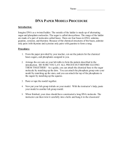 dna paper models procedure