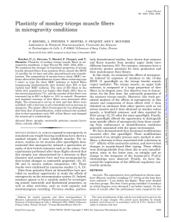 Plasticity of monkey triceps muscle fibers in microgravity conditions