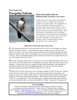 New York City Peregrine Falcons