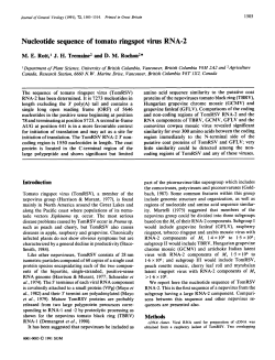 Nucleotide sequence of tomato ringspot virus RNA-2