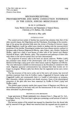 mechanoreceptors, photoreceptors and rapid conduction pathways