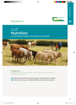 Calf Nutrition