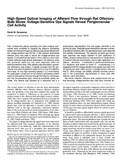 High-Speed Optical Imaging of Afferent Flow through Rat Olfactory