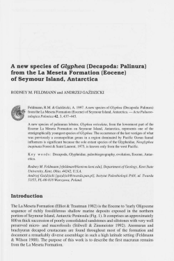 A new species of Glgphea (Decapoda: Palinura) from the La Meseta